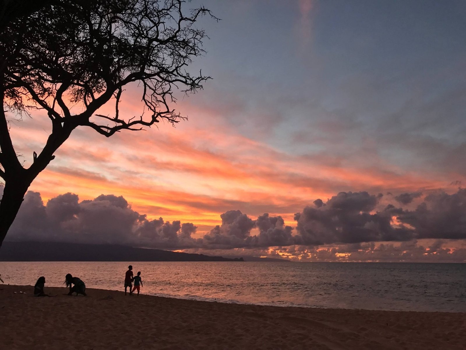 Sunset over the water from the beach below Pa'ia, with a bare tree in silhouette.