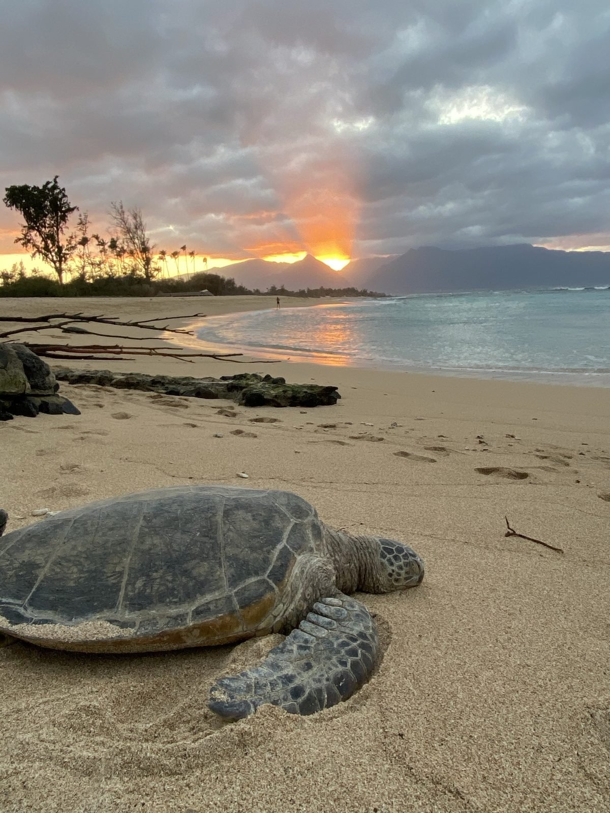 A honu, a green sea turtle, resting on the sand at Baldwin Beach at sunset, with mountains on the horizon.